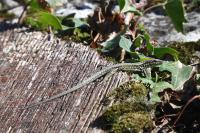 Podarcis muralis