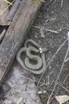 Natrix helvetica