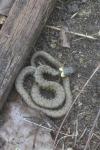 Natrix helvetica