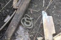 Natrix helvetica