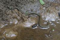 Natrix helvetica