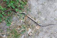 Anguis fragilis