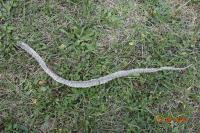 Vipera aspis