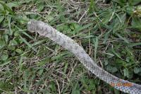 Vipera aspis
