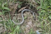 Anguis fragilis