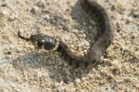 Natrix helvetica