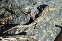 Lézard des murailles