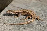 Lézard des murailles