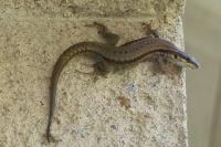 Lézard des murailles