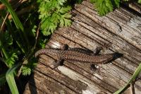 Lézard des murailles