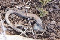 Podarcis muralis