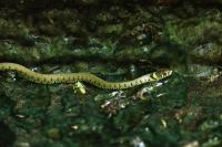 Natrix helvetica