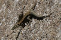 Lézard des murailles