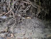 Zamenis longissimus
