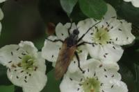 Empis tessellata