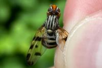 Otites porcus