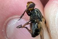 Otites porcus