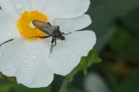 Empis ciliata