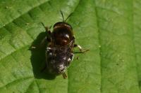 Microdon myrmicae/mutabilis