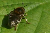Microdon myrmicae/mutabilis