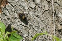 Laphria ephippium