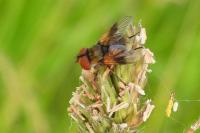 Ectophasia crassipennis