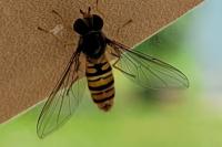 Episyrphus balteatus