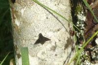 Hemipenthes morio
