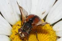 Ectophasia crassipennis