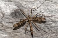 Epiphragma ocellare