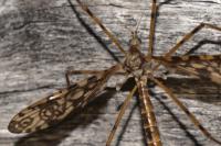 Epiphragma ocellare