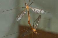 Tipula cava