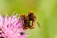 Sicus ferrugineus