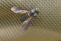 Lomatia lateralis