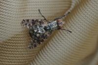 Platystoma lugubre