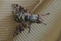 Platystoma lugubre