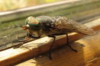 Hybomitra bimaculata