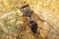 Hybomitra bimaculata