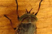 Hybomitra bimaculata
