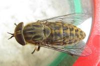 Tabanus bromius