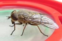 Tabanus bromius