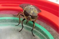 Tabanus bromius