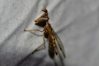 Mantispa styriaca