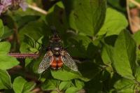 Peleteria rubescens
