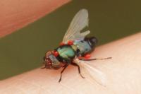 Physiphora alceae