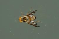 Carpomya schineri