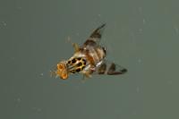 Carpomya schineri