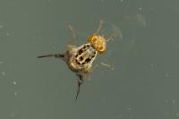 Carpomya schineri