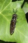 Hermetia illucens