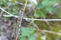 Distoleon tetragrammicus